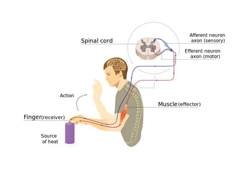 relx atc|reflex arc picture simple.